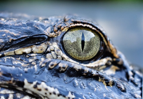 American Alligator eye