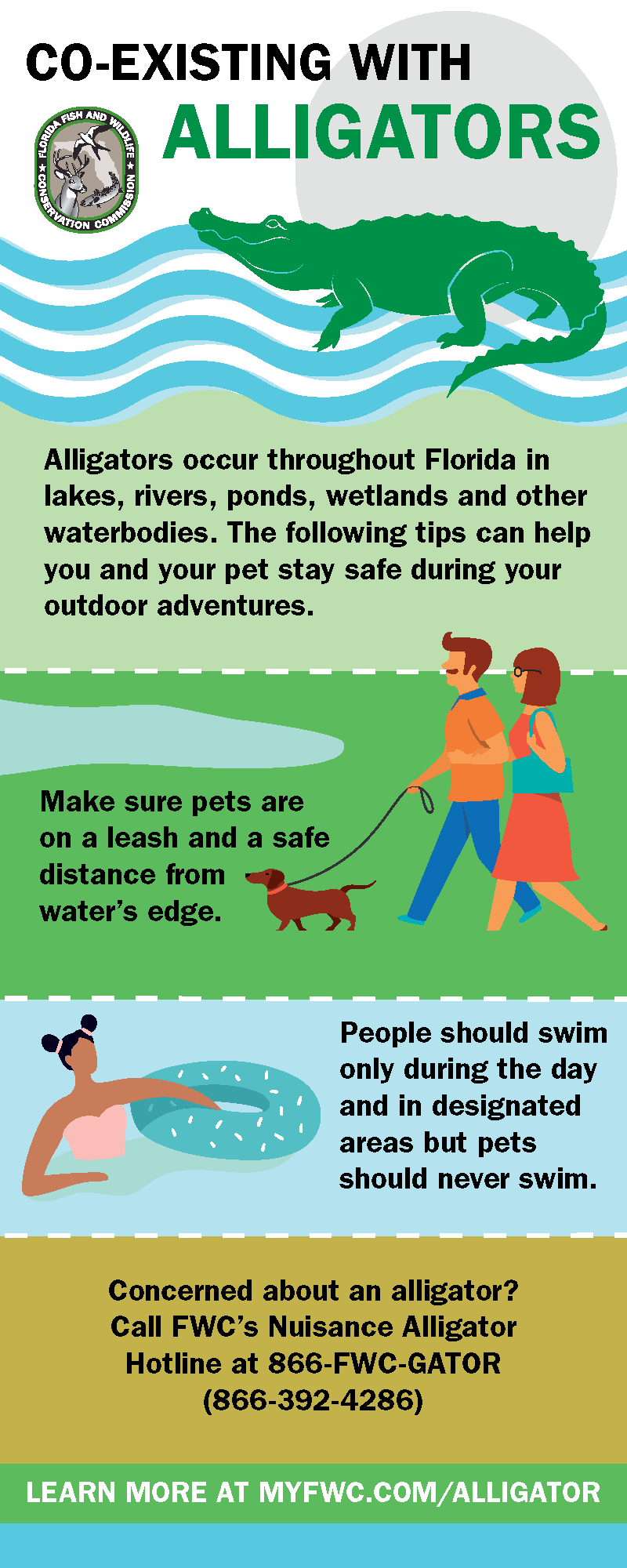 Coexisting with Alligators infographic - in English