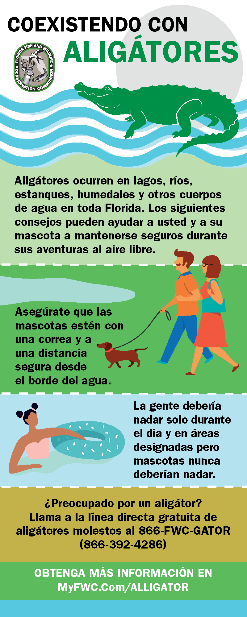 Coexisting with Alligators infographic - en Espanol