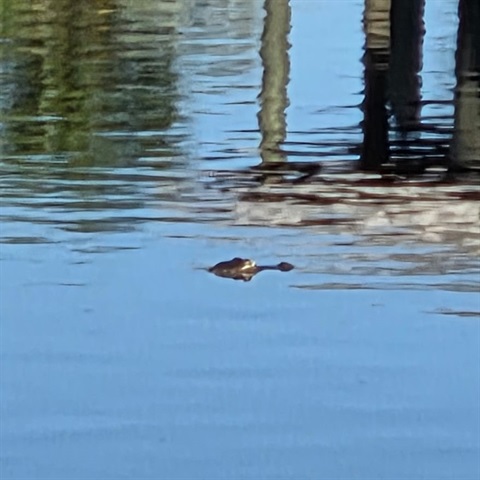 Crocodile in Key Street Canals