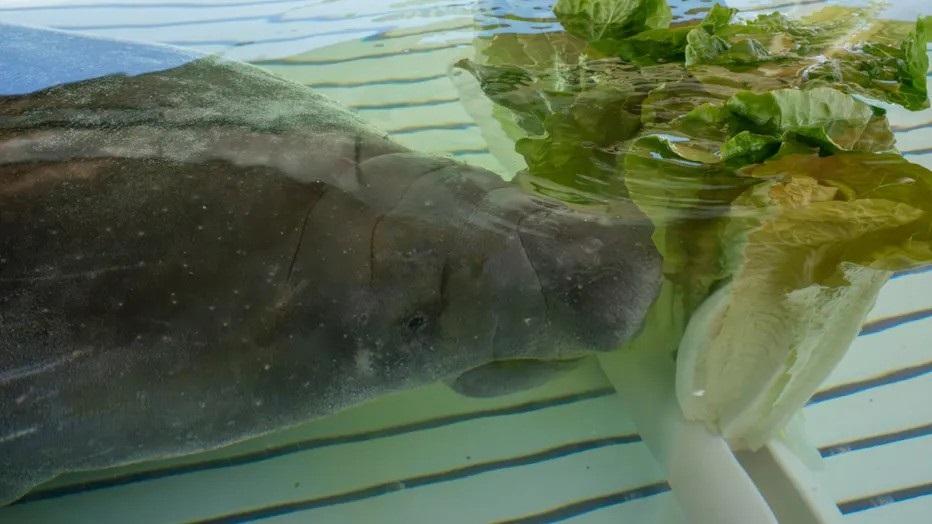 Photo of Melby, credit: SeaWorld