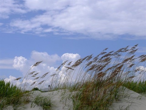 sea oats